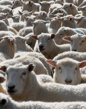 Sheep